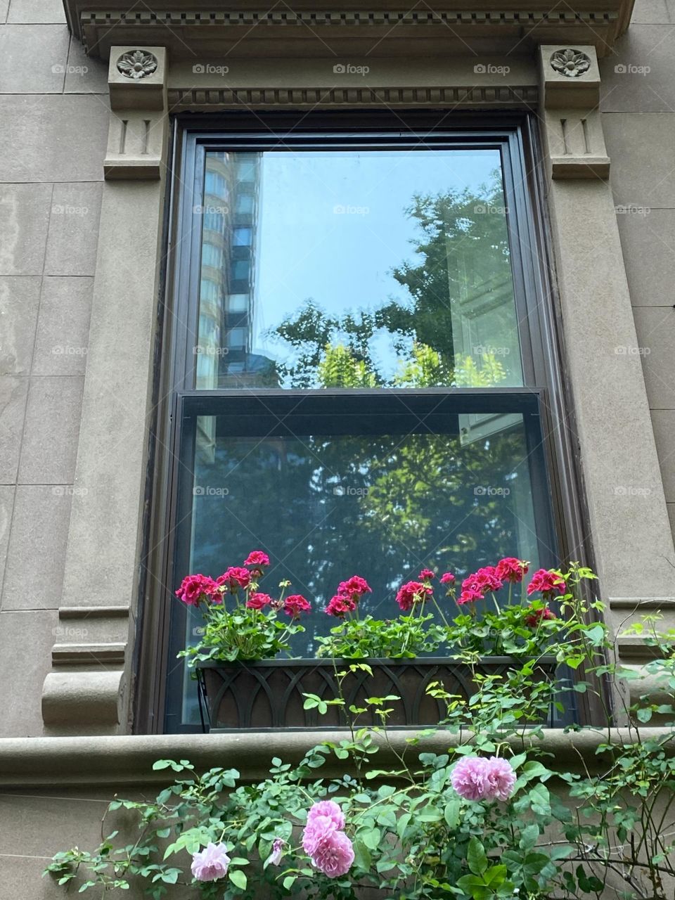 Pink roses and red zonal geraniums in front of an apartment window.