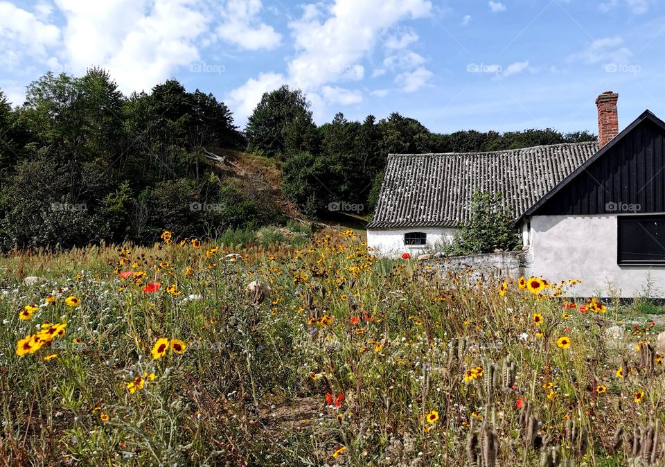 Old barn and flower meadow