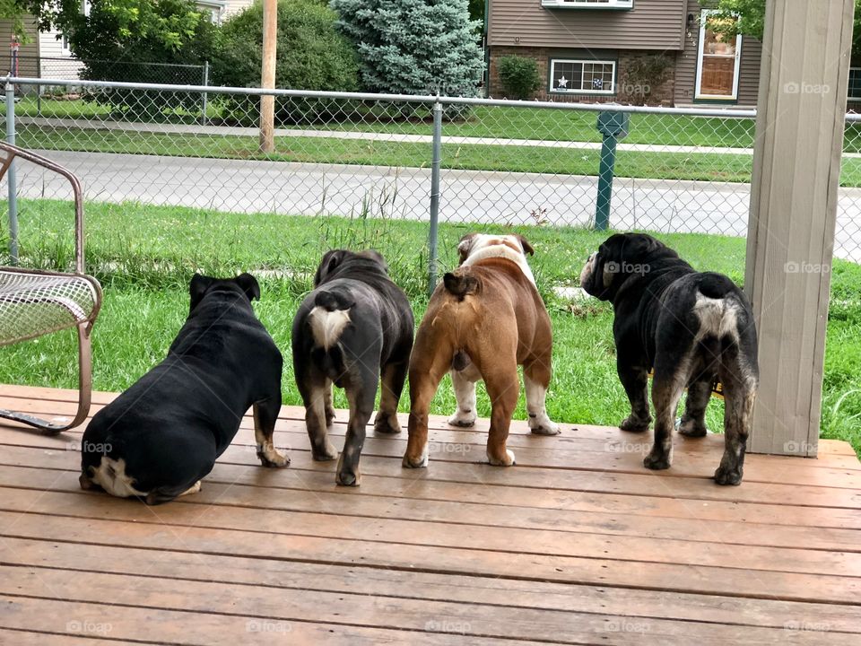 Bully butts