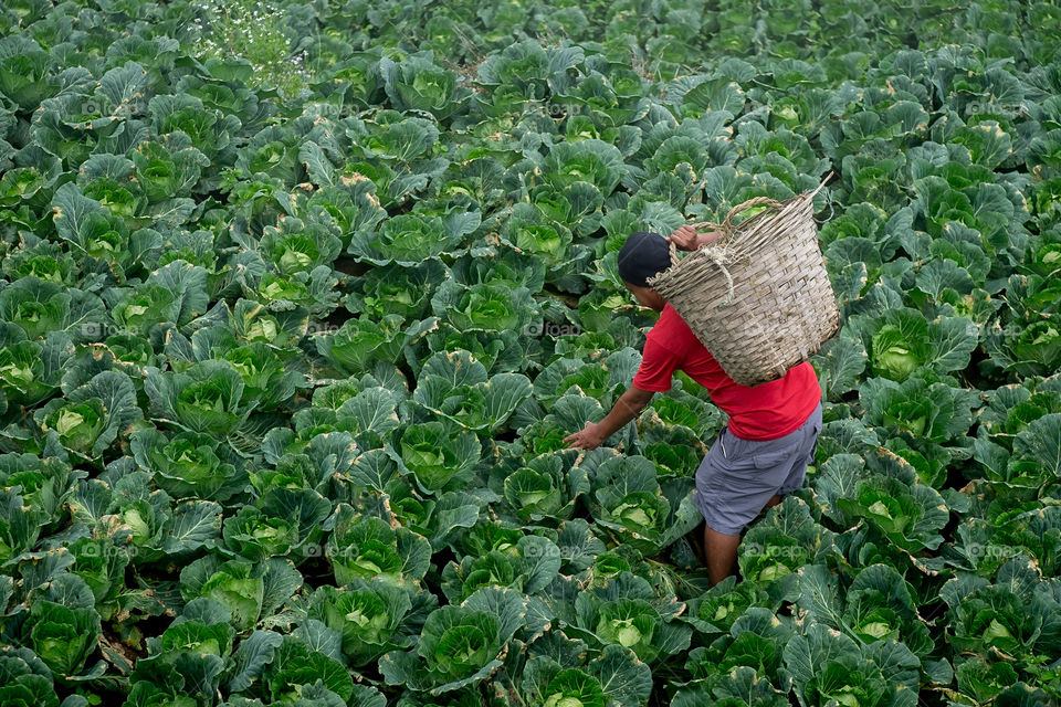 harvest