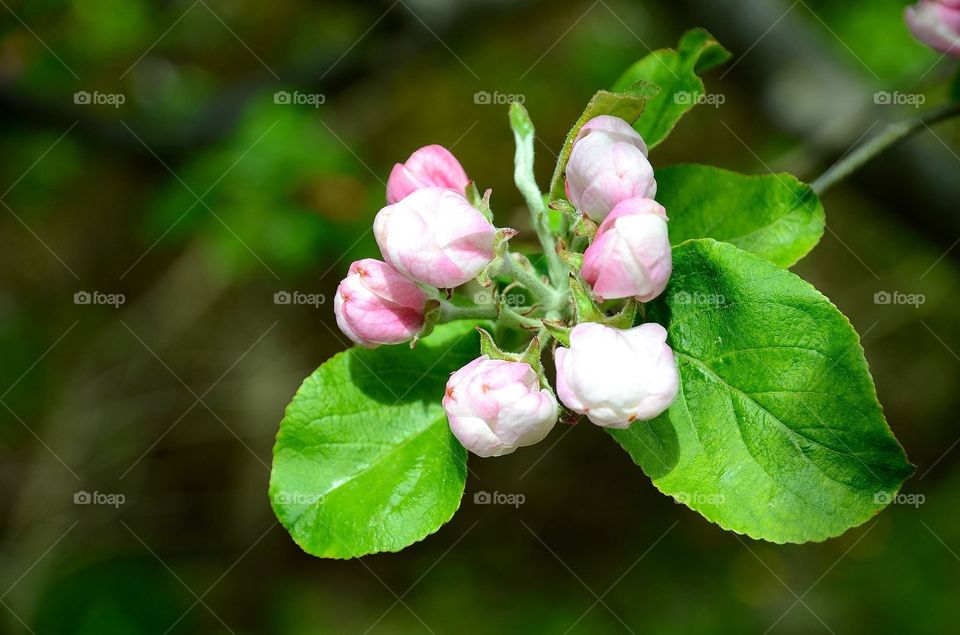 Apple blossom