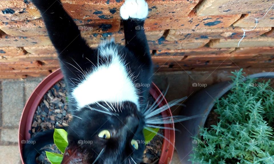 cat stretching a brick wall