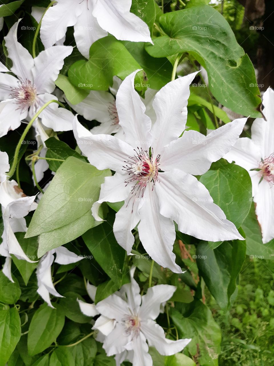 clematis