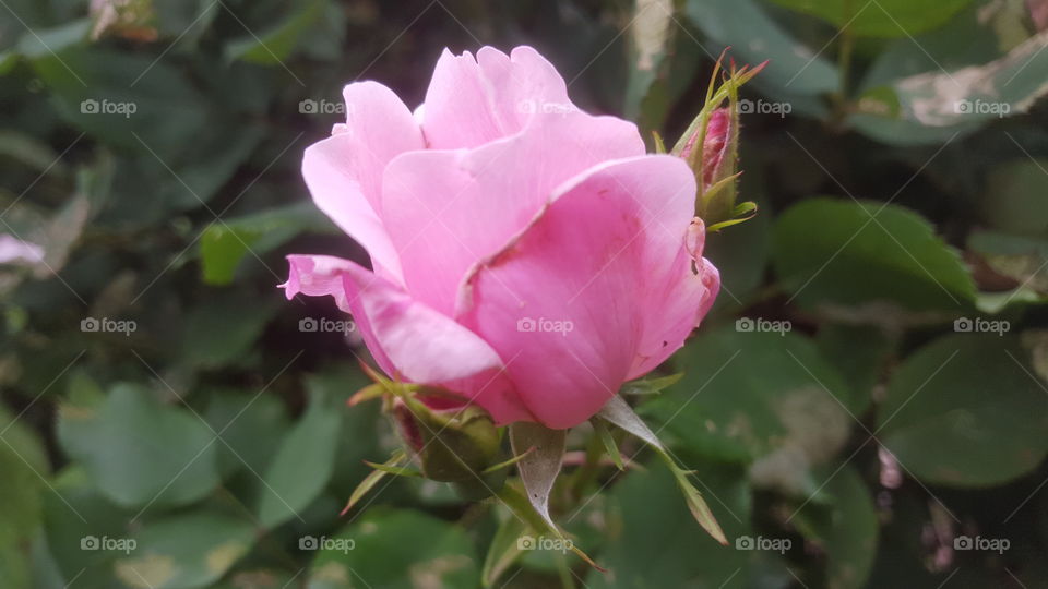 pink rose