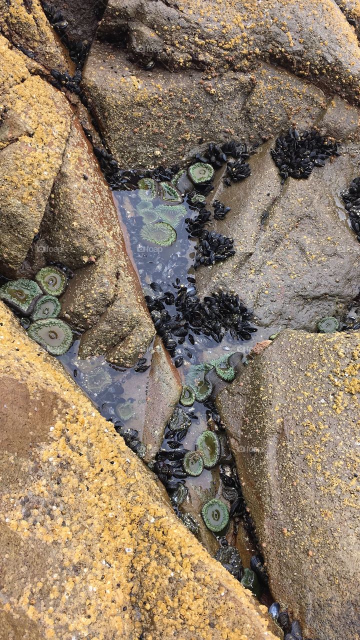 Tide pool 