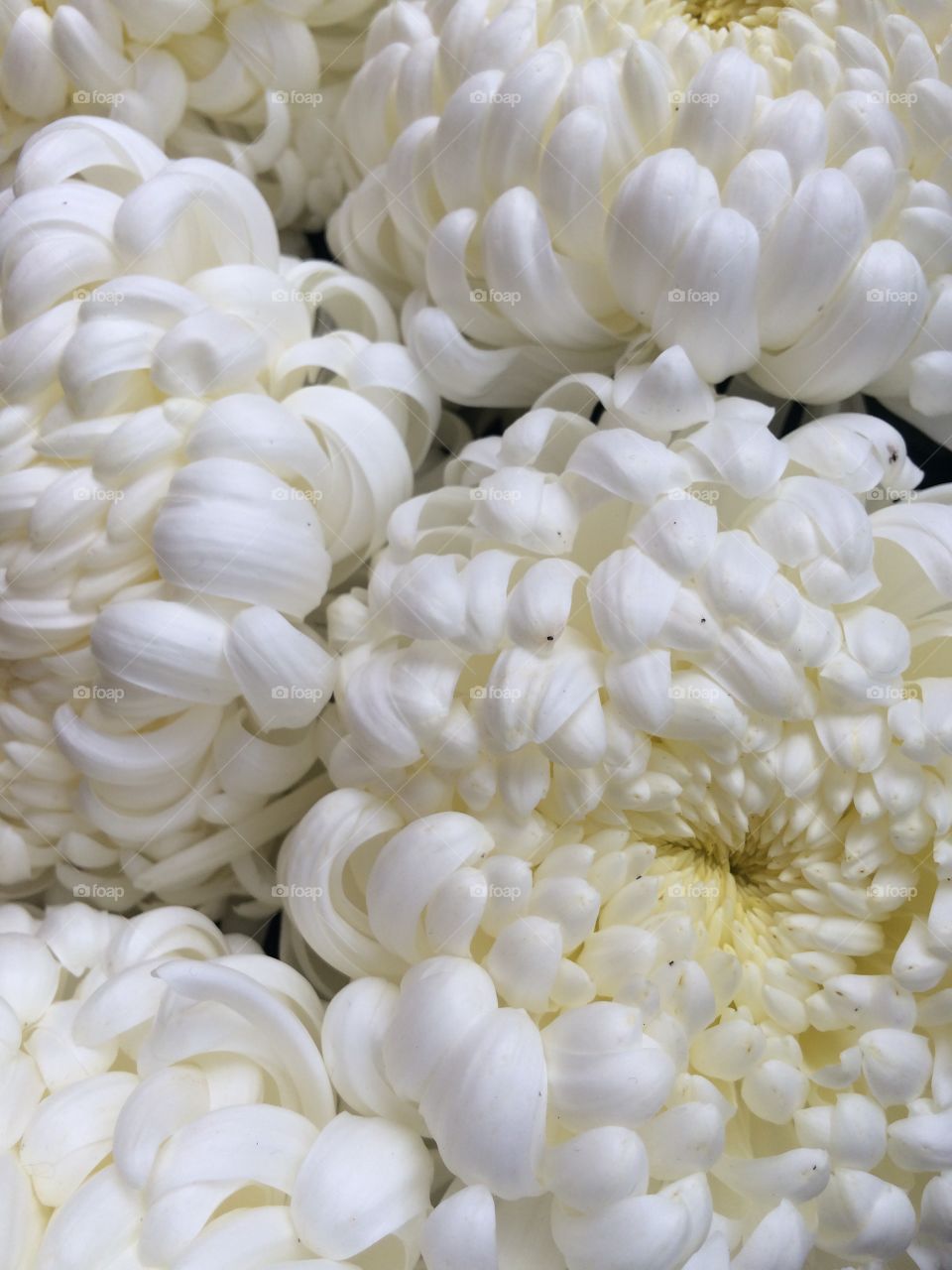 Chrysanthemums