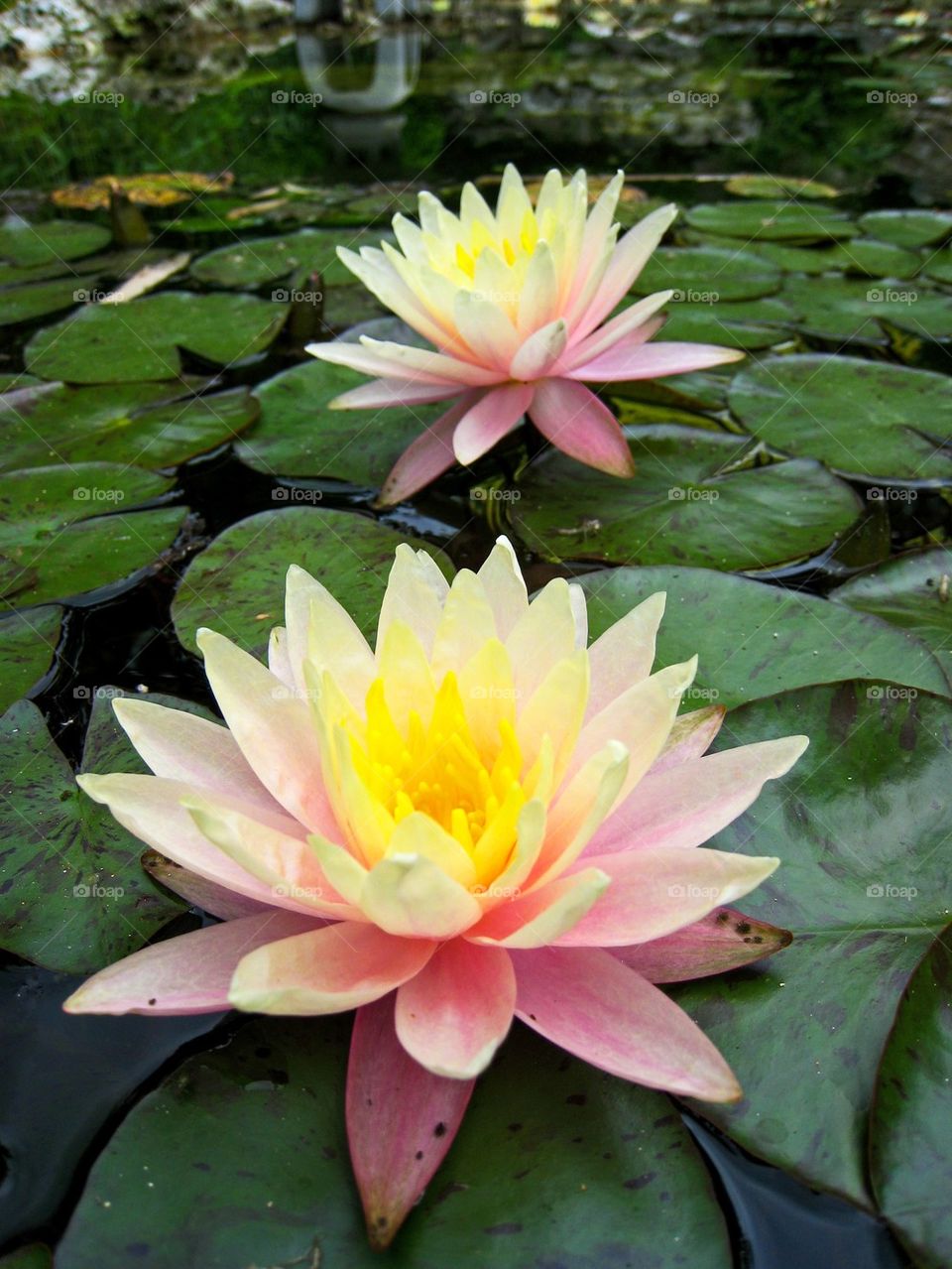 Water lily flowers in a pond