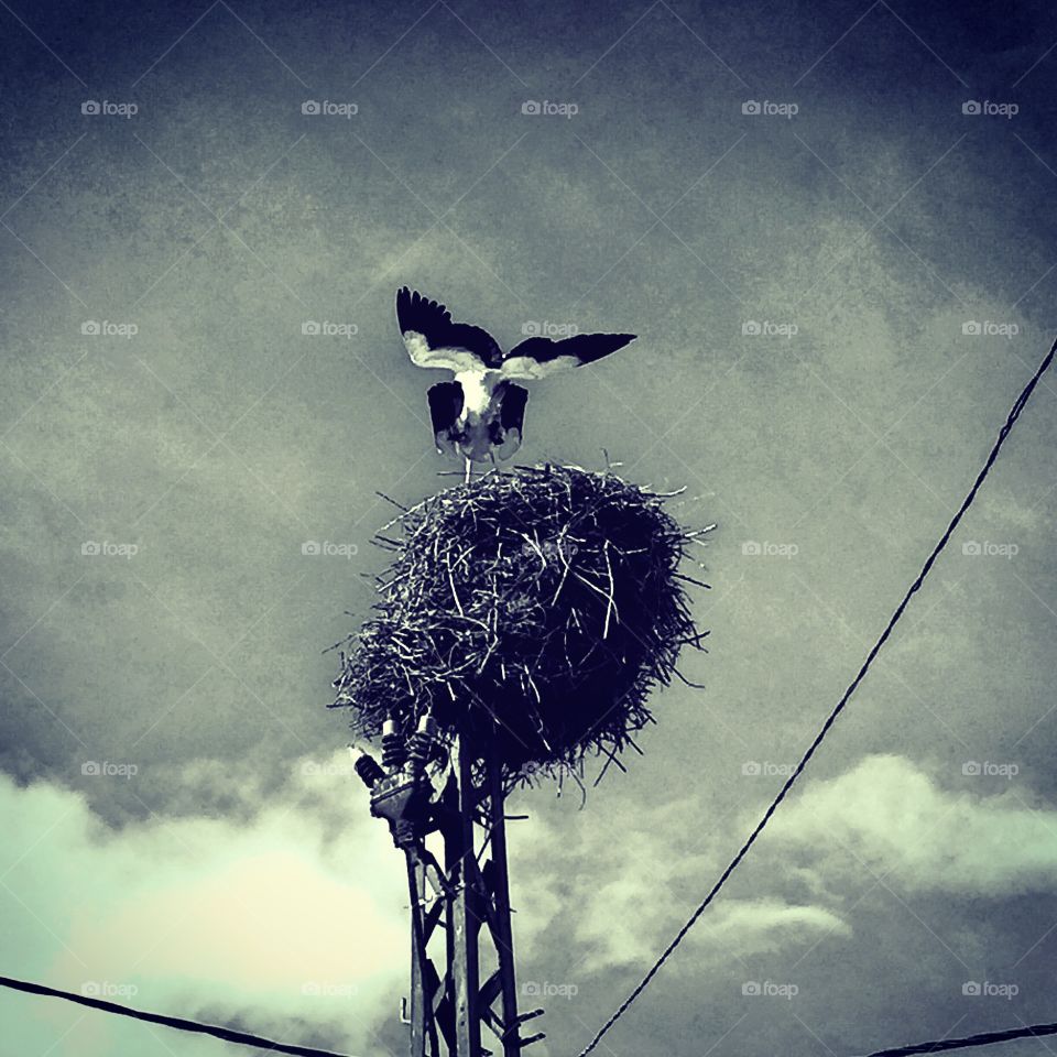 Black & white Storks and love