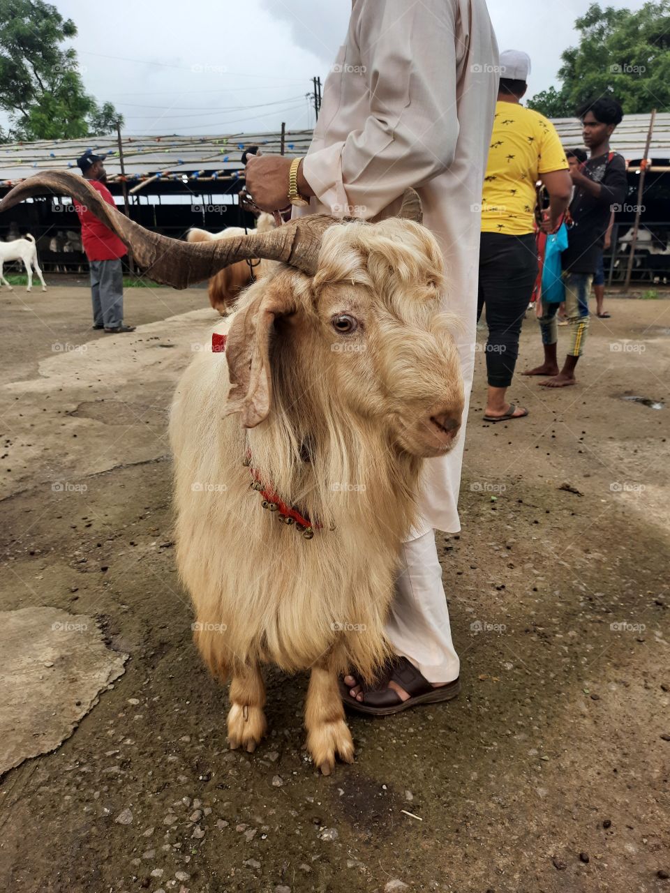 A goat farm in Mumbai. Getting prepared for Bakra Eid.