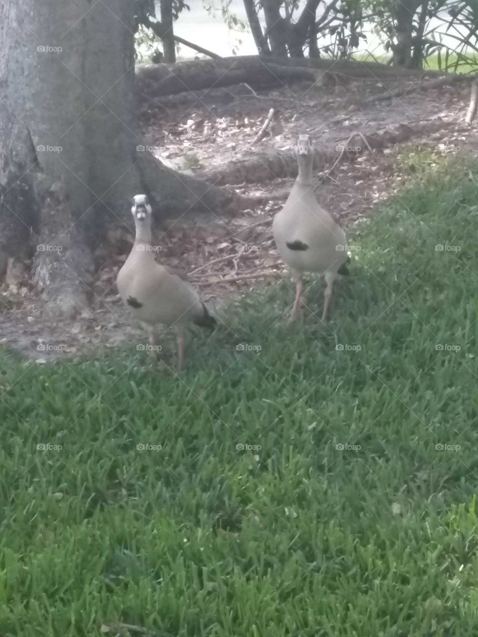 Egyption Geese