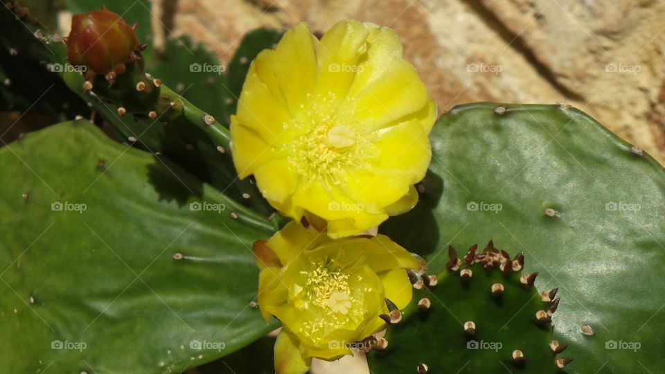 yellow Cactus flower