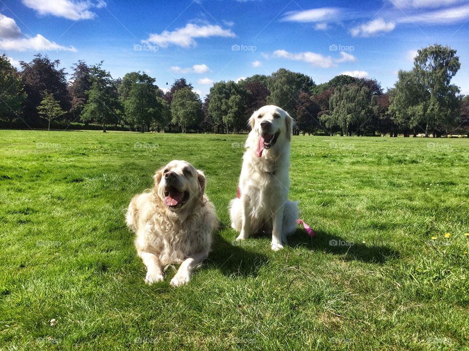 Nocas and Zoe . Best golden pals