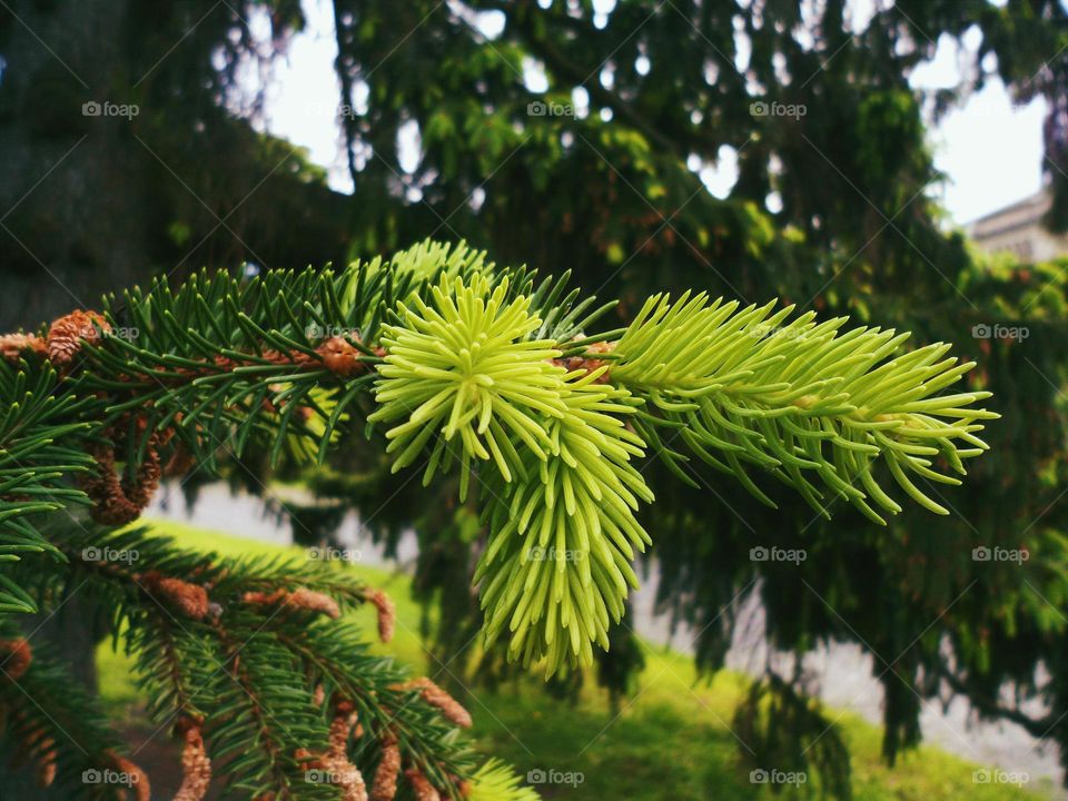 Close-up fir tree branch in forest