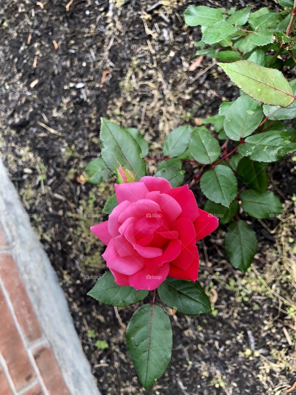 Half pink, half red bloom of a Knock Out Rose bush.