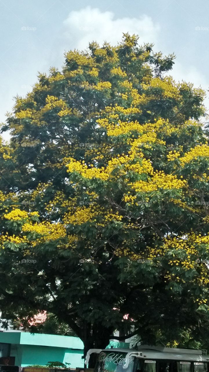 Flower tree