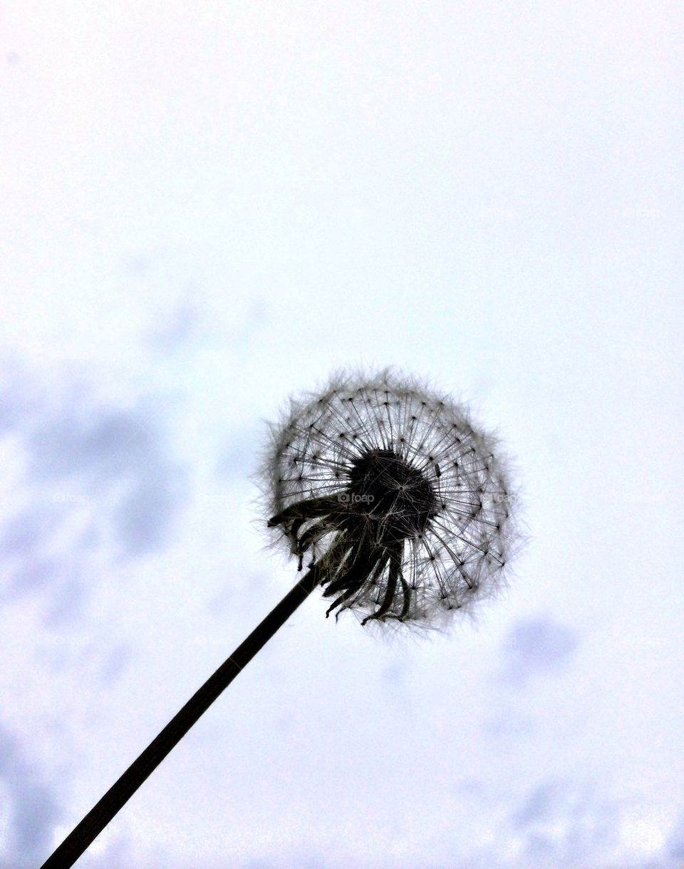 Dandelion 