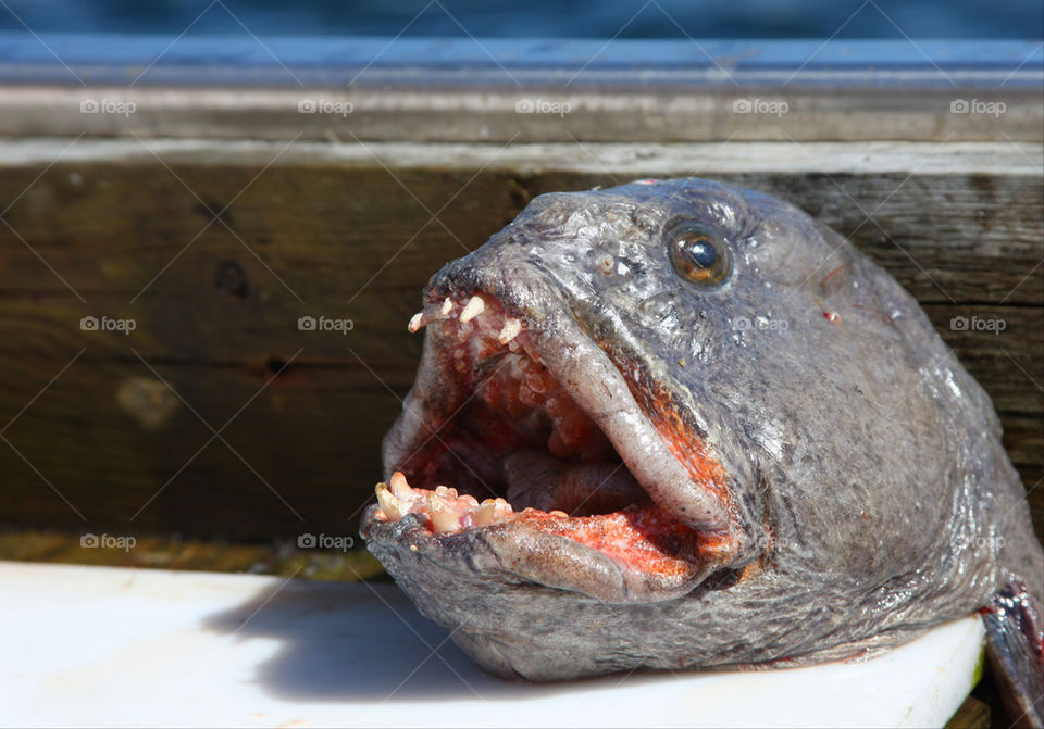 Wolf fish.