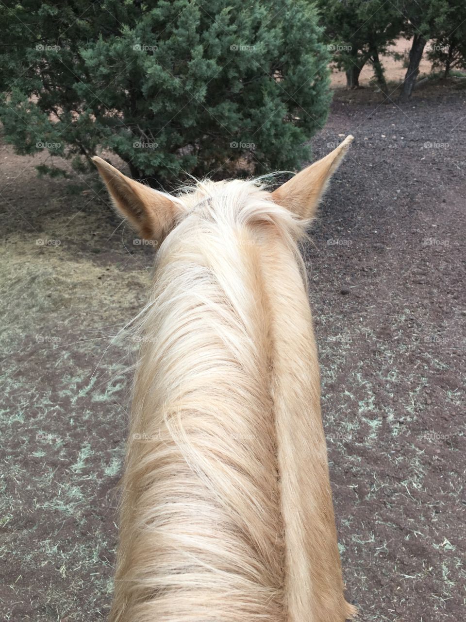 Horse ear view