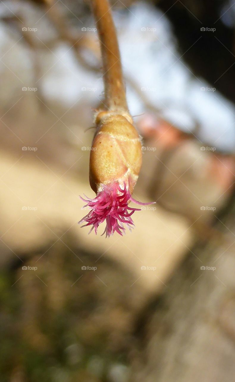 hazel bud