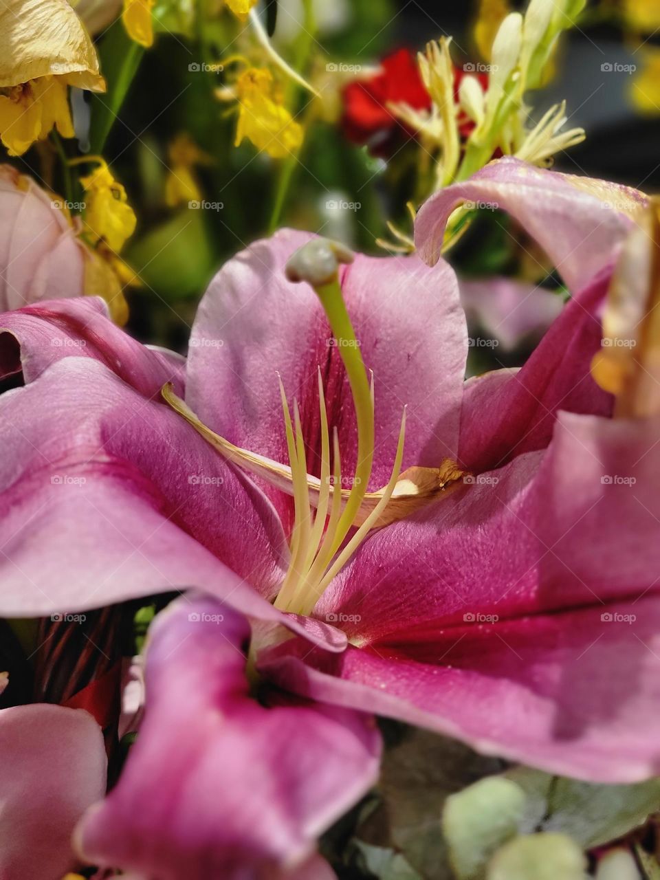 Red Casablanca Flower