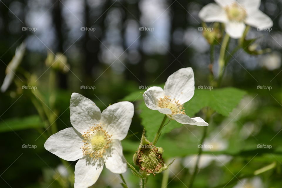 White alpine meadow Ricky mountain five petal wildflowers closeup 