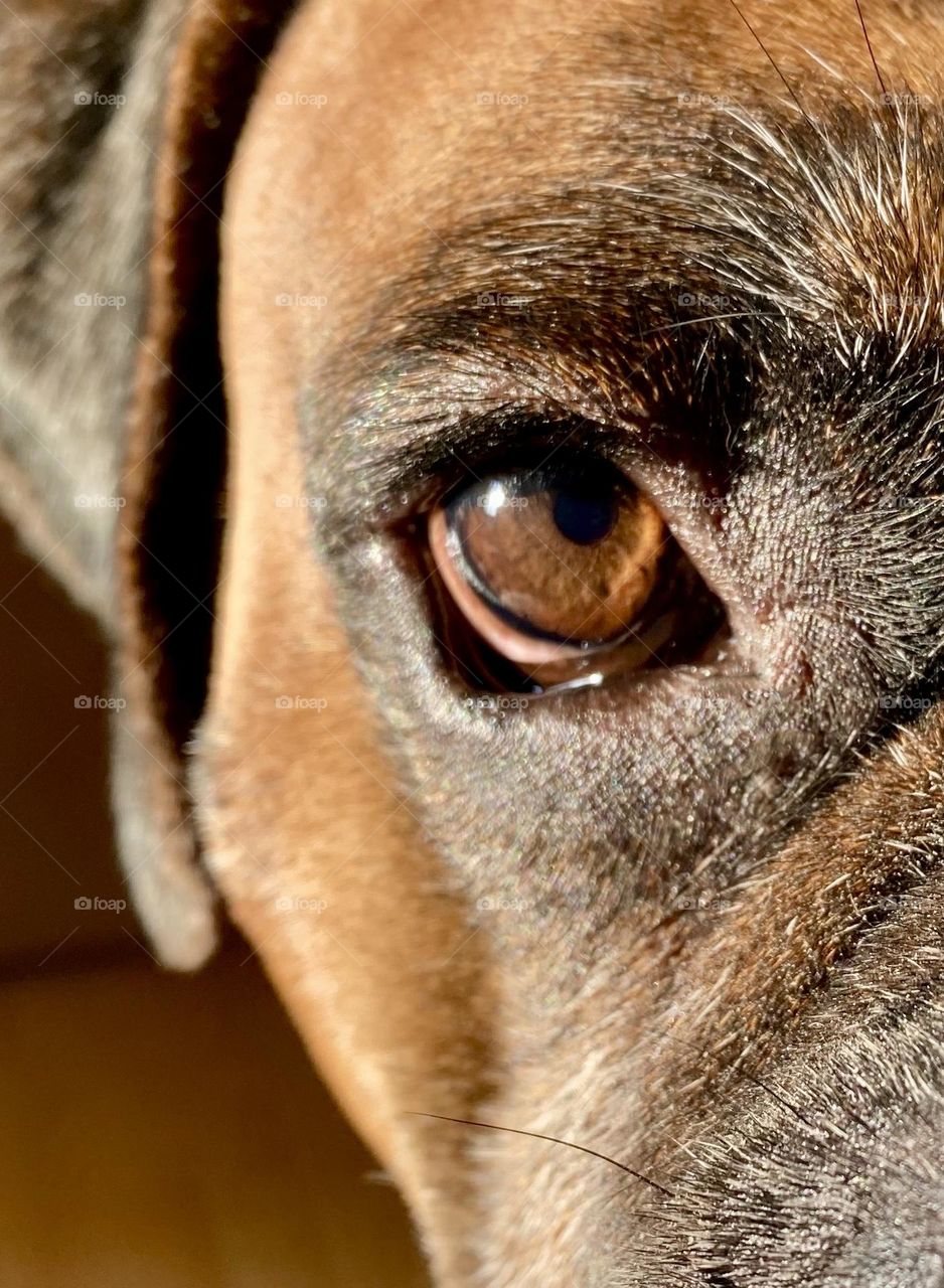 Closeup of a boxer’s eye