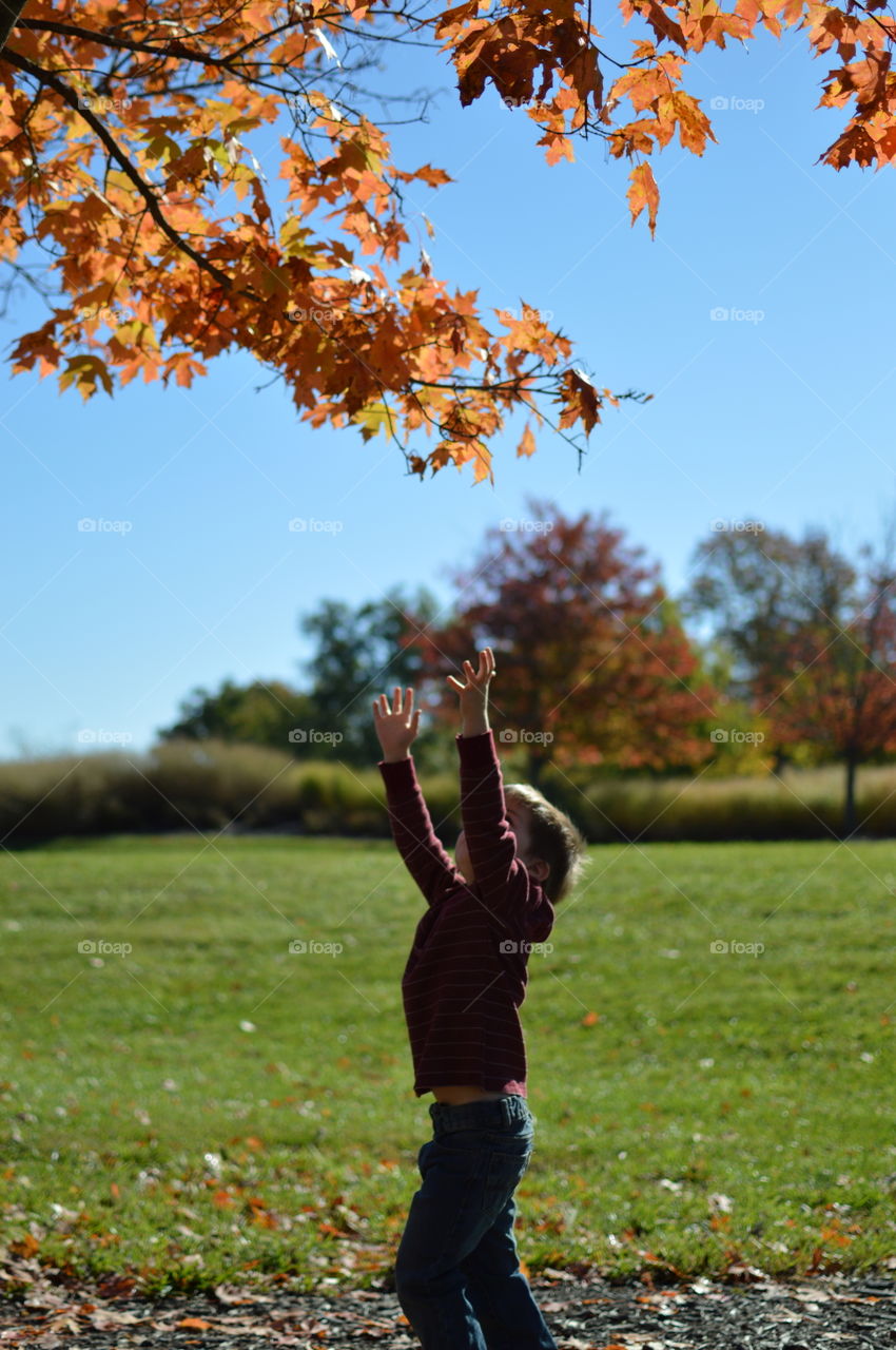 Young boy reaching up to touch the leaves of a tree in the fall