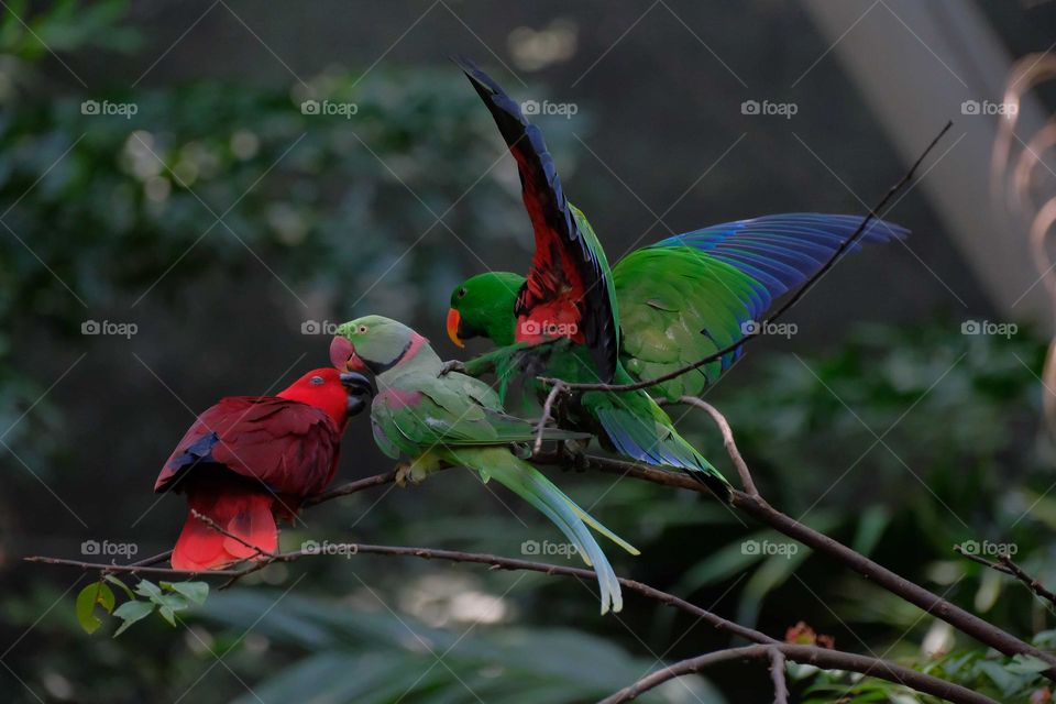 eclectus birds