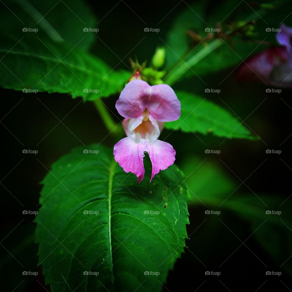 Close-up of flower