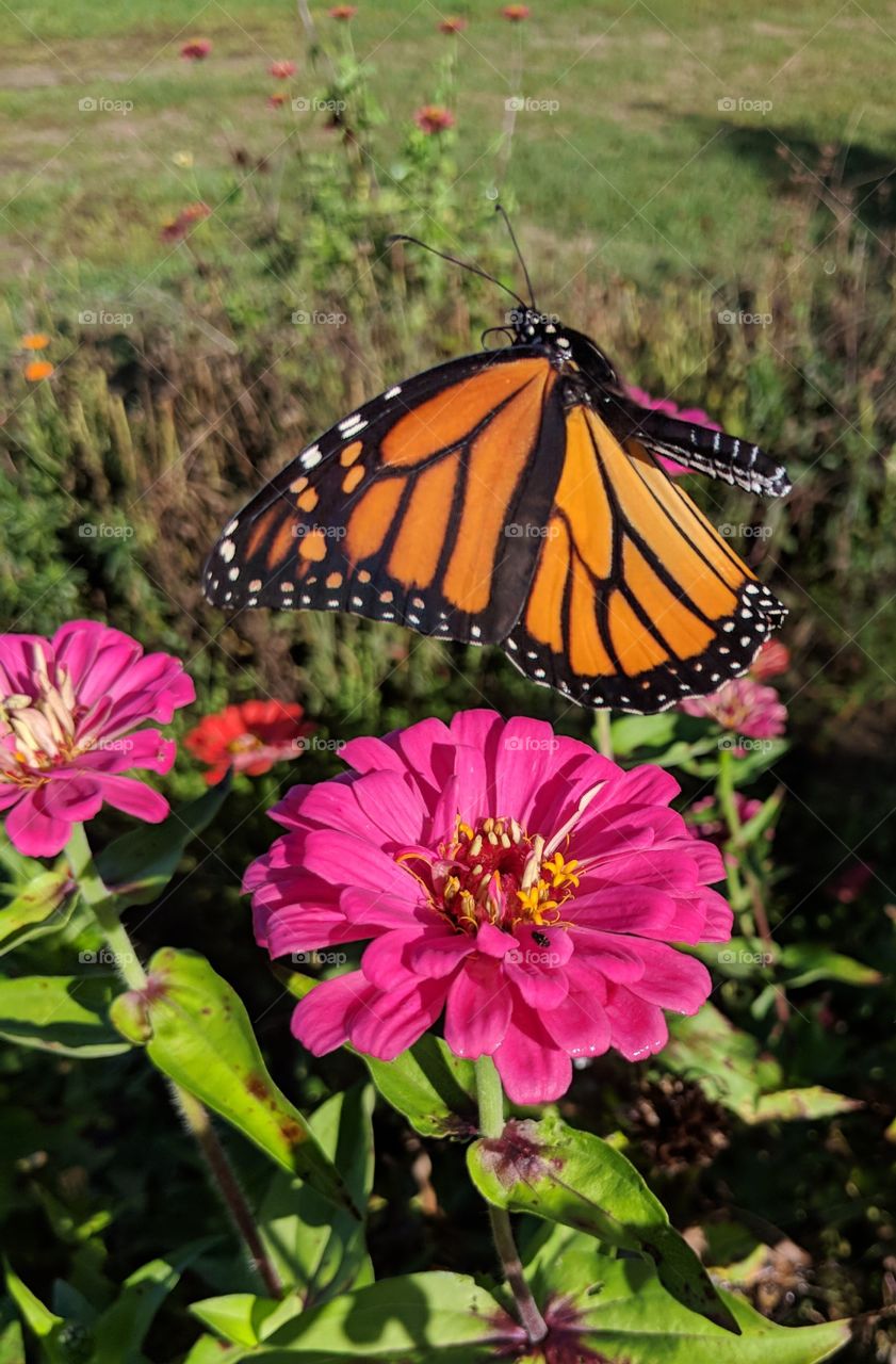 Monarch Butterfly hovering over pink zinnia flower