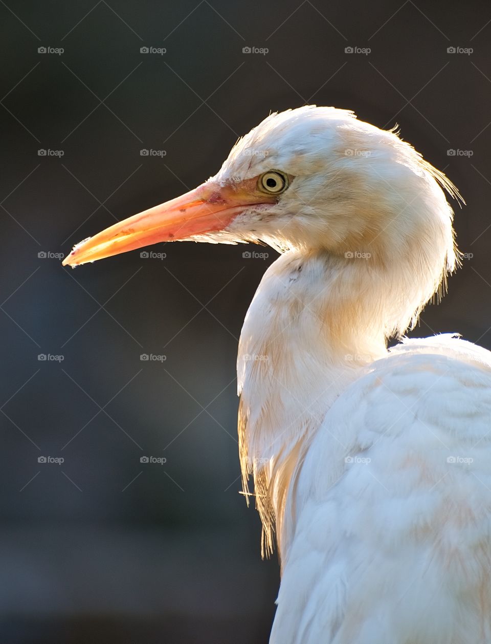 Egret