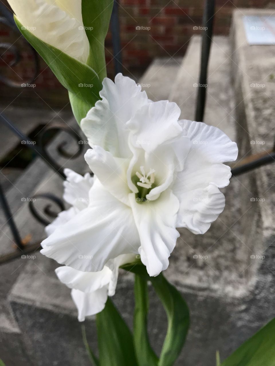 White gladiolus flower blooming 