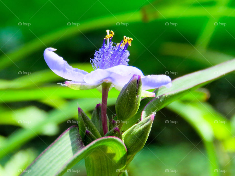 Spiderwort