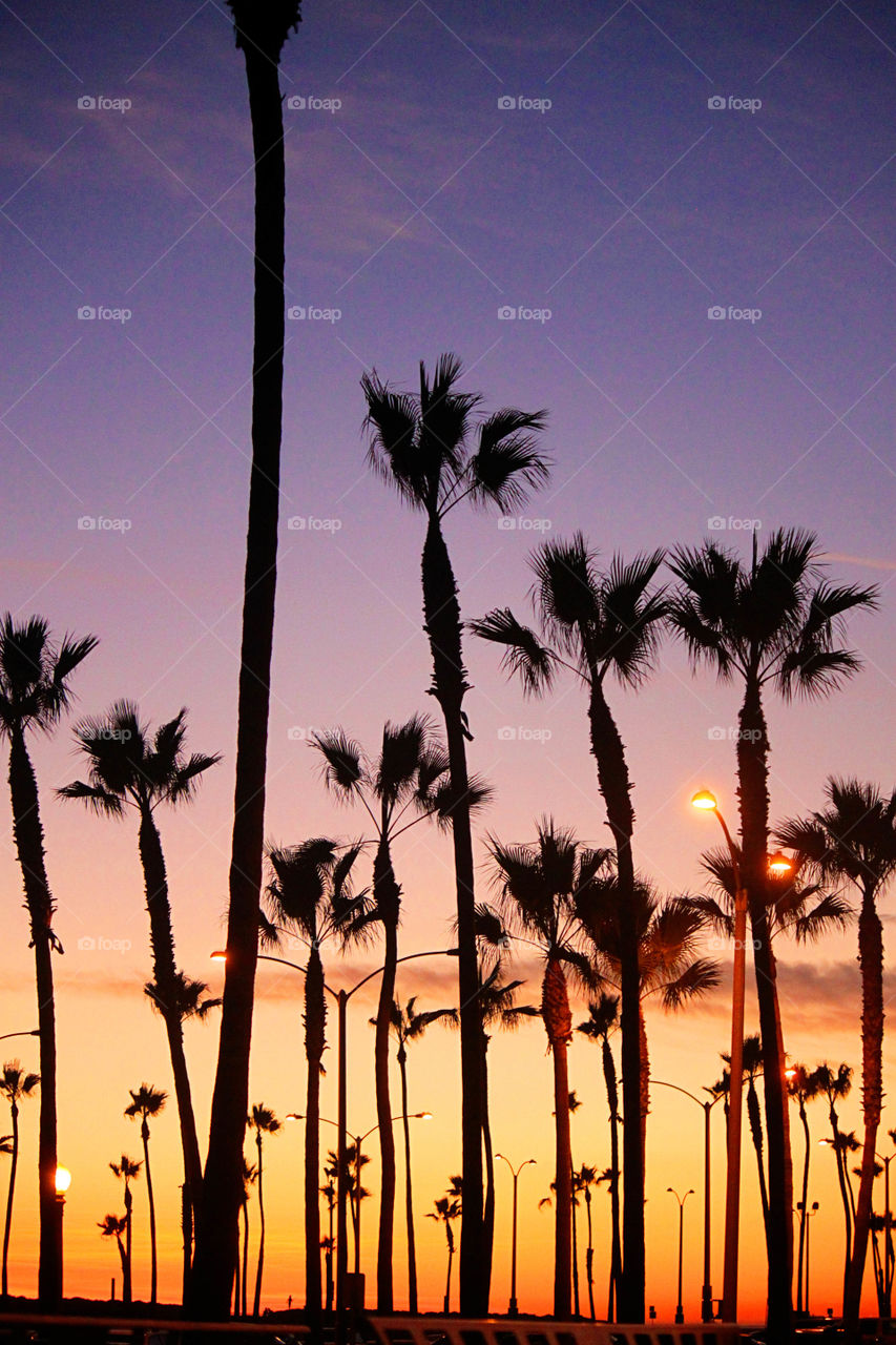 Silhouette of trees during sunset