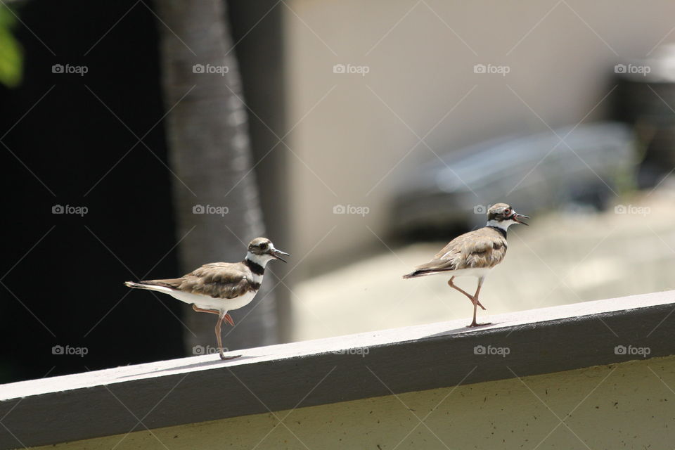 Killdeer Couple