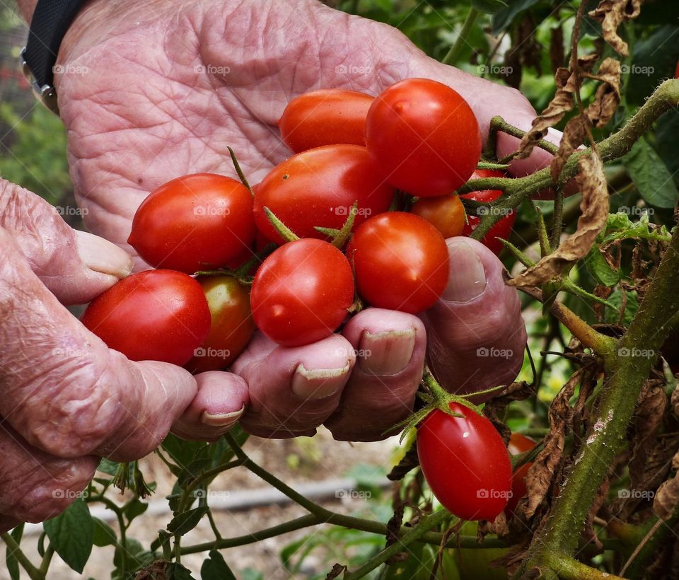 Picking Juliet tomatoes 