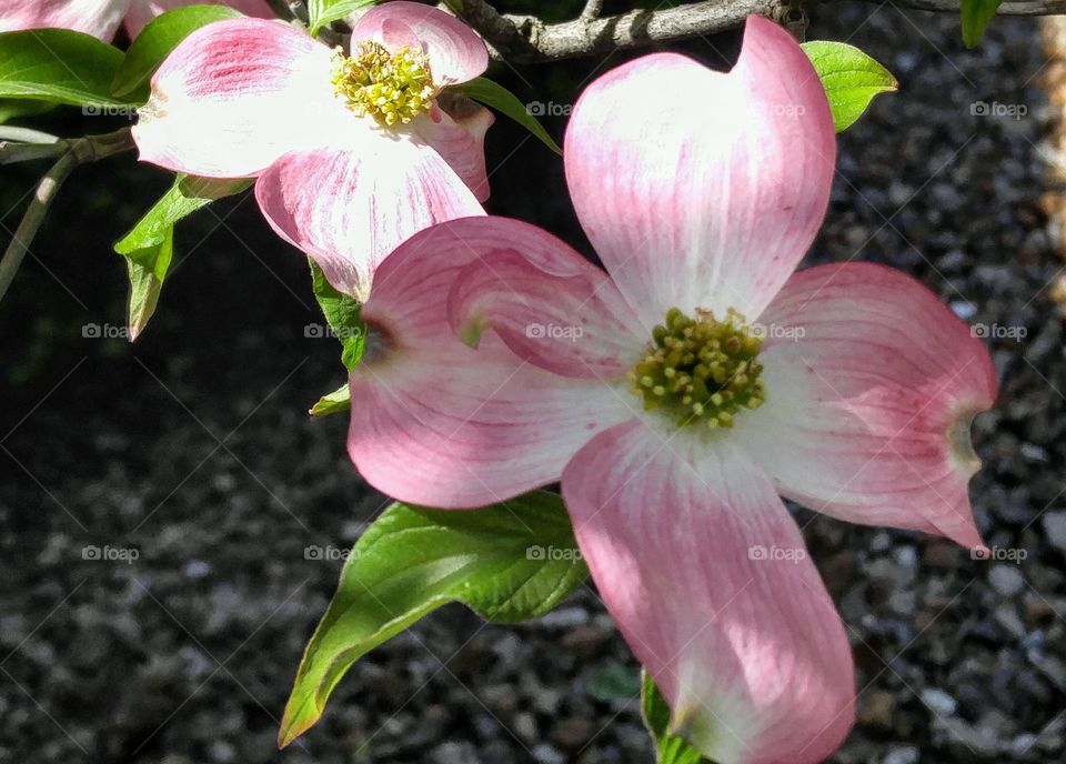 closeup of dogwood blossom