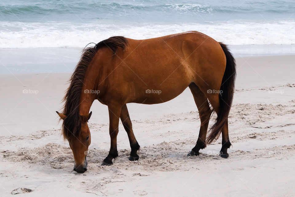 beach nature summer horse by marinasiljehav