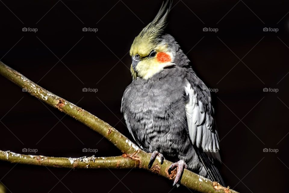 grey parrot with red cheeks sitting on a branch low key portrait