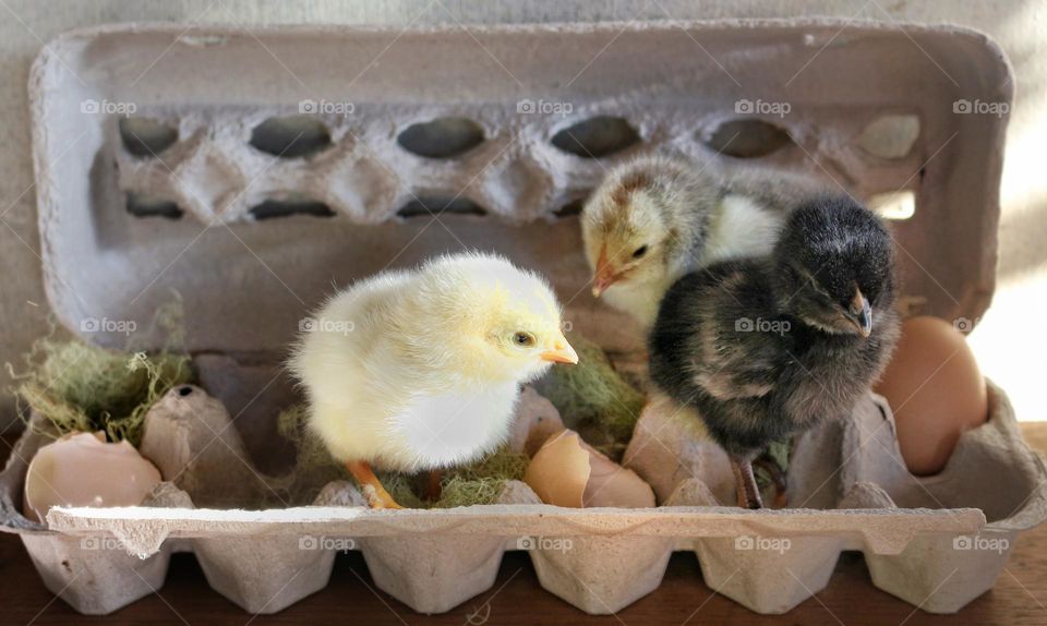 Spring time: Newly hatched chickens in an egg carton with an egg and broken shells.