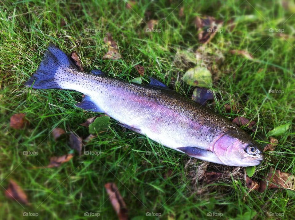 Rainbow trout fish