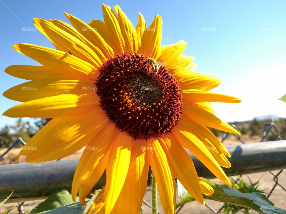 Bee Gathering Pollen on a Sunflower