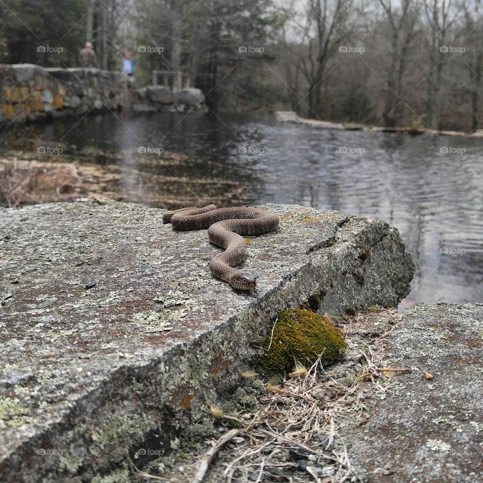 Snake in the forest