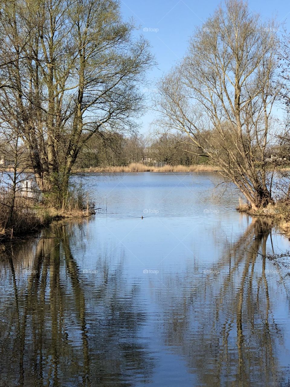 I love how the huge trees seemed like two huge security guards protecting the path towards the open water. The reflection of the trees on the water is amazing.