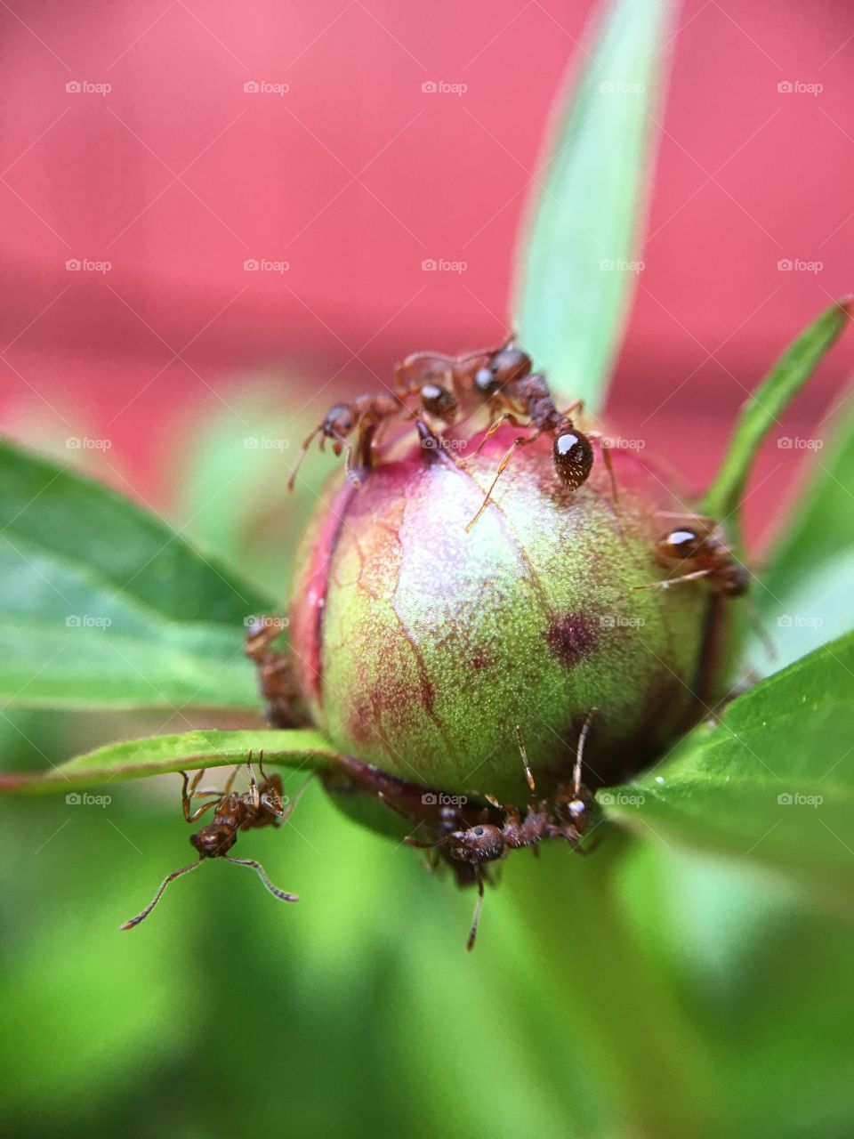 Red ants on peony