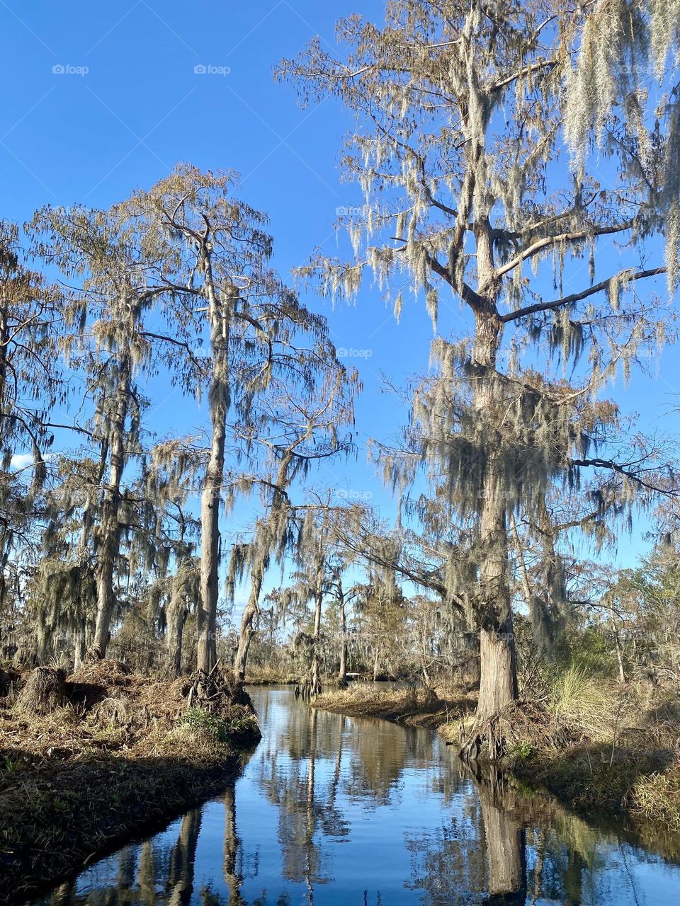 A bald cypress swamp