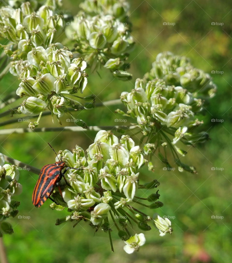 A red and black  bug