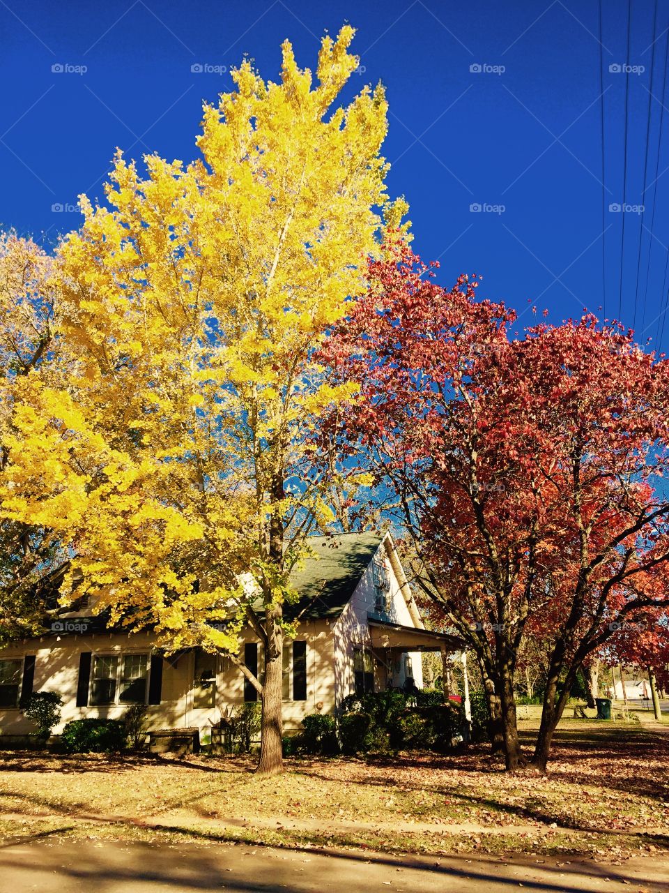 Gold yellow and red fall trees on a fall day in front of a house. 