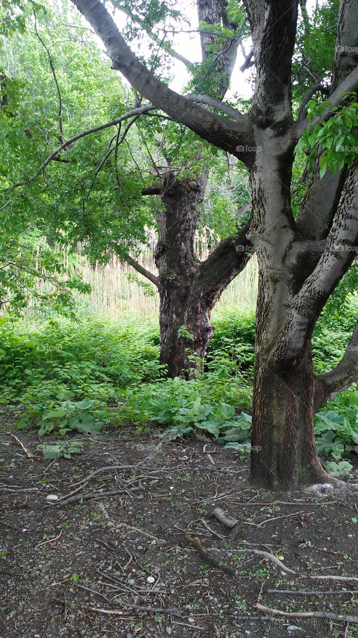spring. trees. beauty. peace