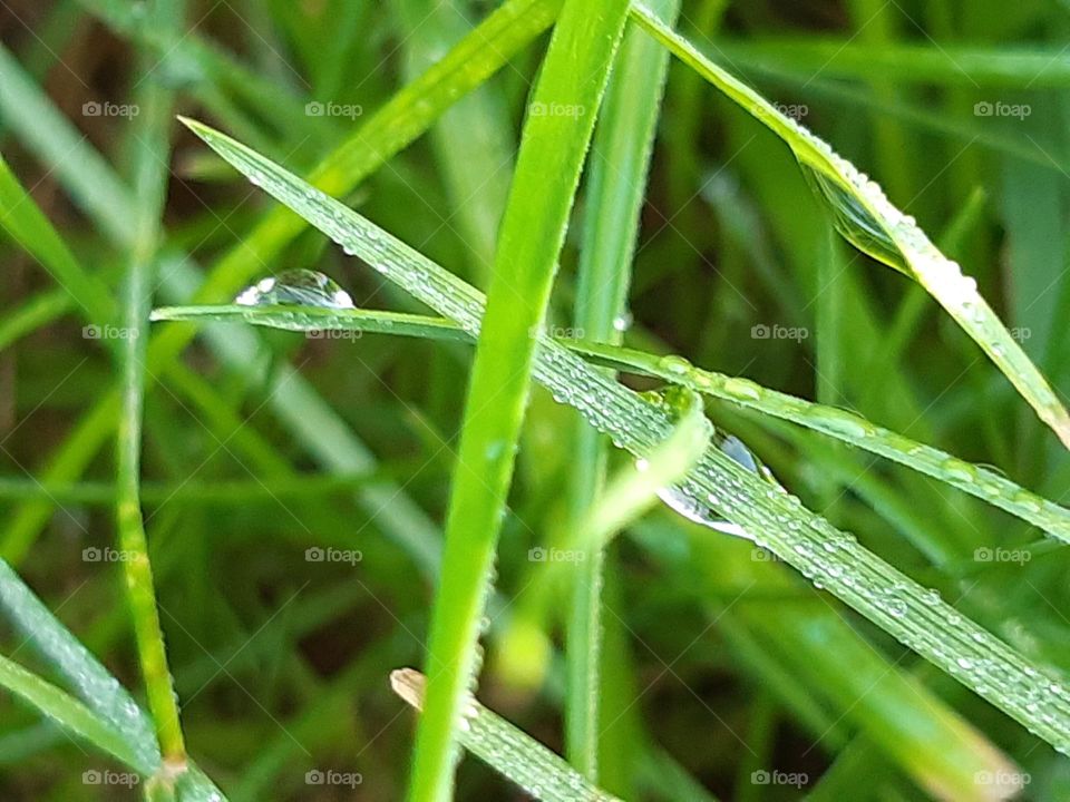drops of crystal water on fresh green grass, very natural, after rain